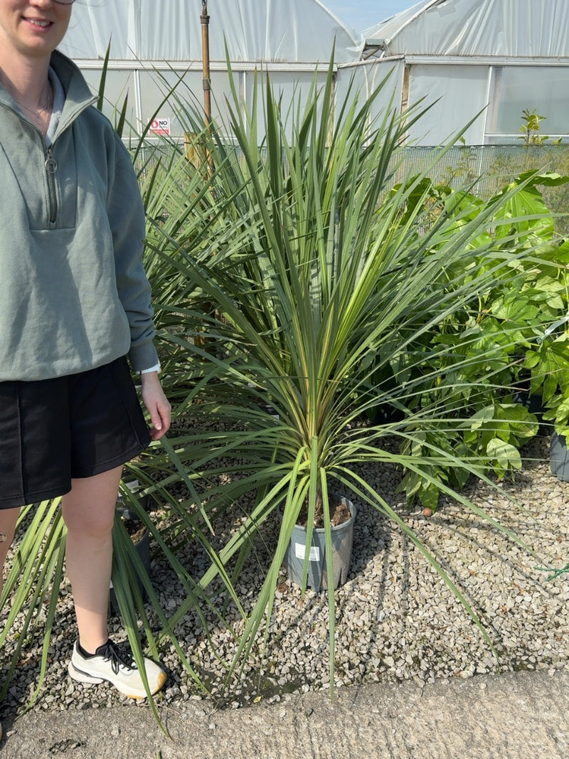 Cordyline Australis 9 Litre Pot