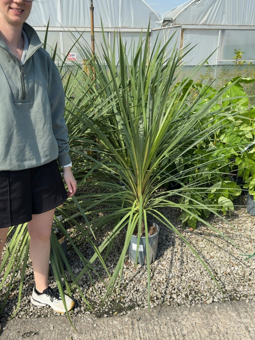 Cordyline Australis 9 Litre Pot