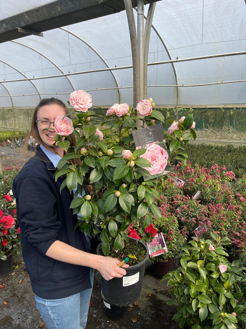 Camellia Jap. Bonomiana 7 Litre Pot