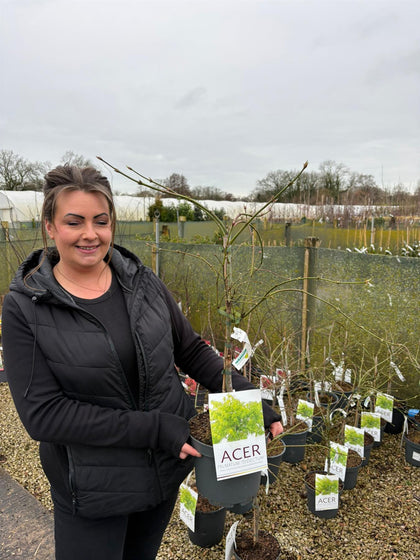 Acer palmatum Dissectum 4 Litre Pot
