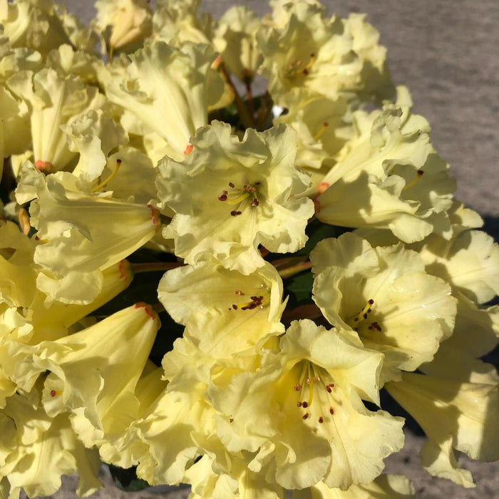 Rhododendron Saffrano 5 Litre Pot