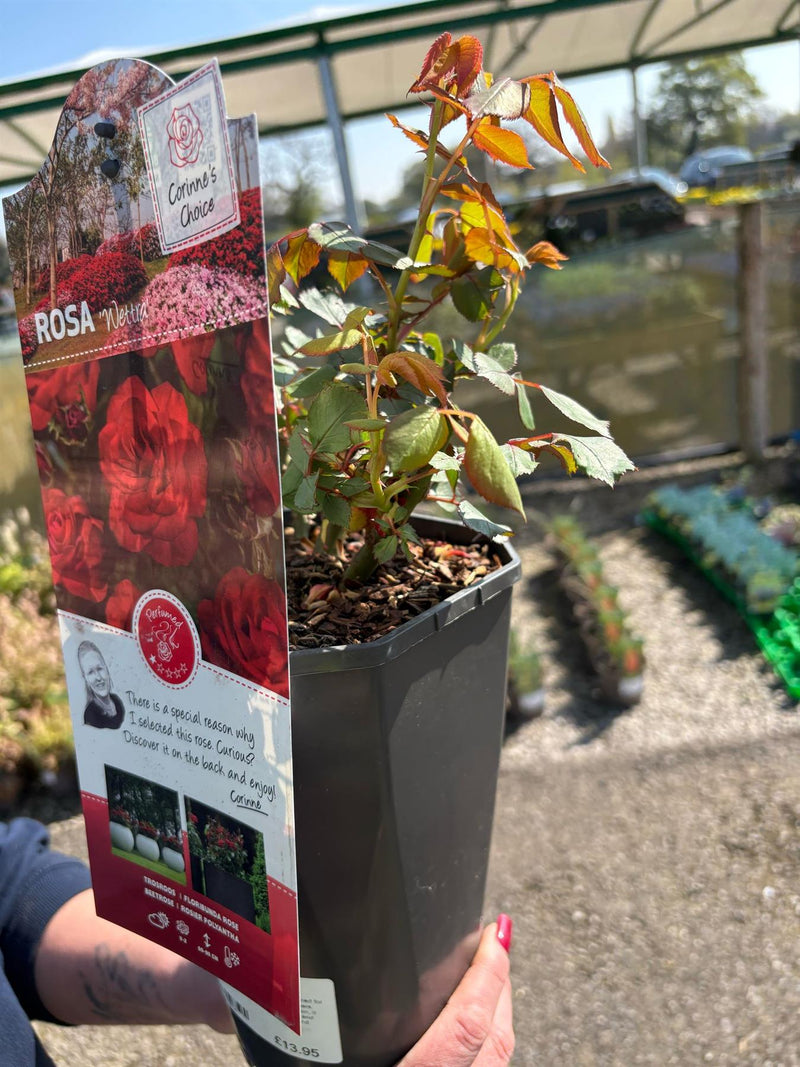 Rose Wettra 3 Litre Pot