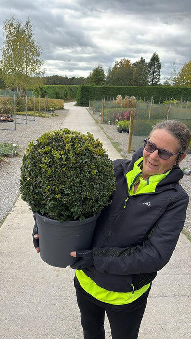 Buxus Sempervirens Ball 12 Litre Pot 40/45cm