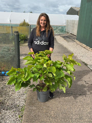 Catalpa Bignionoides Aurea 12 Litre Pot 100/125cm