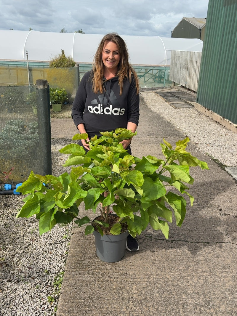 Catalpa Bignionoides Aurea 12 Litre Pot 100/125cm