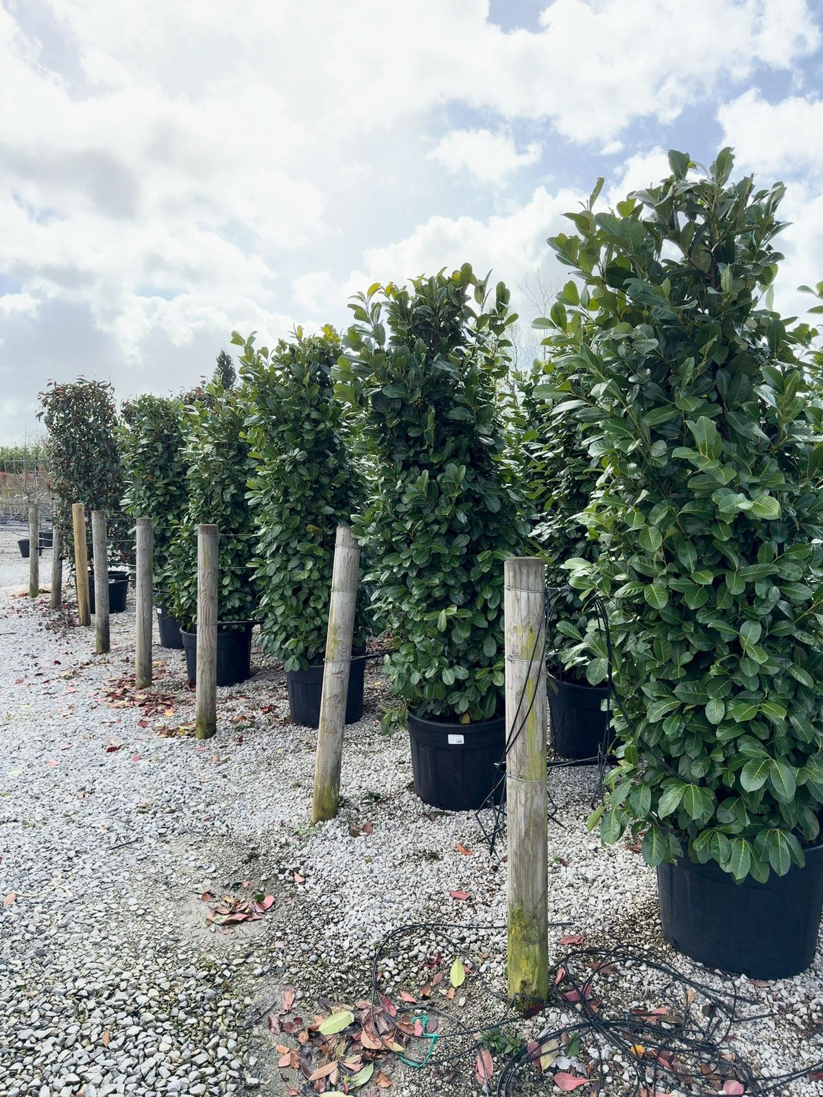 Laurel Hedging Specimen Clipped 230/240cm Tall & 100/120 Wide Pot Grown