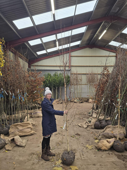 Betula Albo. Fascination Std 8-10cm Girth Rootballed