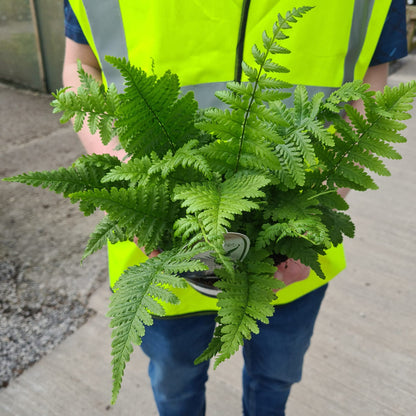Dryopteris Filix- Mas 2 Litre Pot