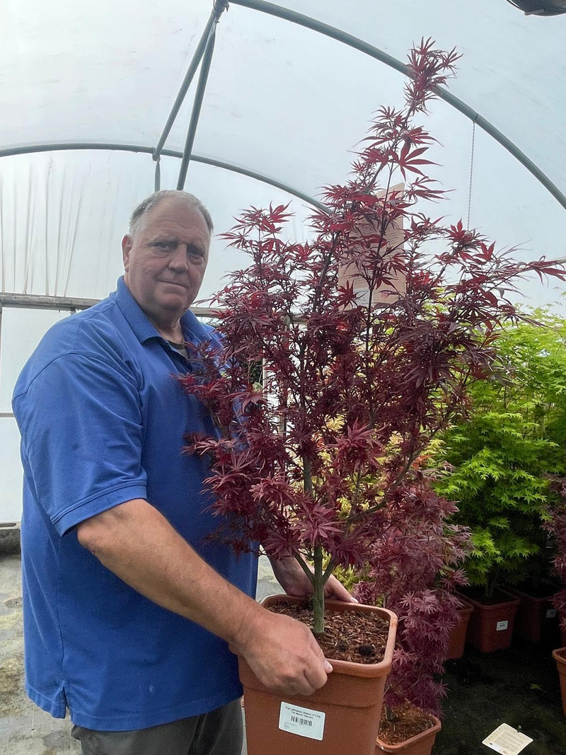 Acer palmatum Shaina 14 Litre Pot