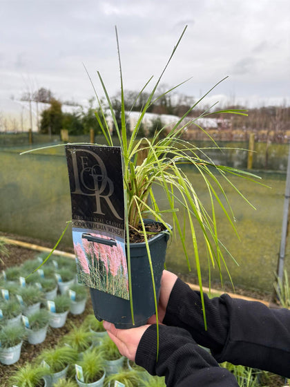 Cortaderia Rosea 1 Litre Pot
