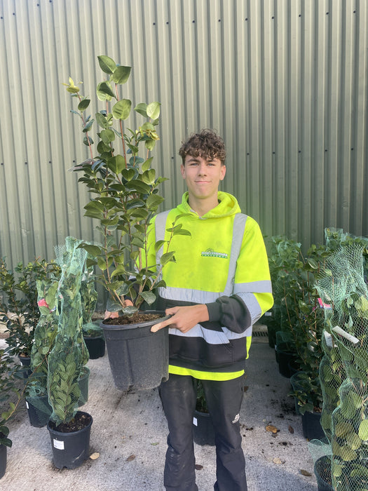 Camellia Japonica Rosedale Beauty 9 Litre Pot