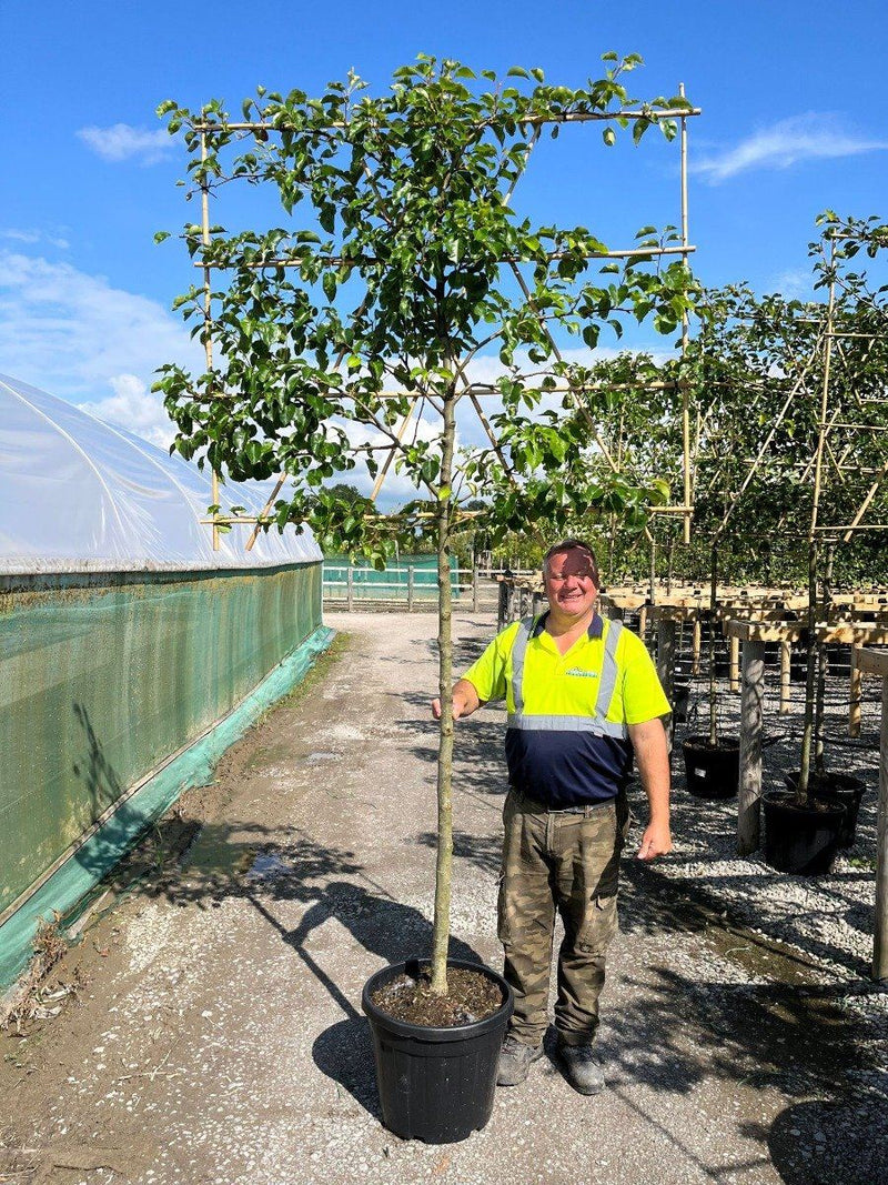 Pyrus Chanticleer Pleached Street Pear 8/10cm Girth 150 Stem