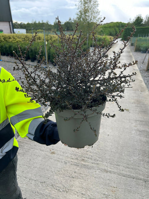 Ceanothus Blue Sapphire 5 Litre Pot