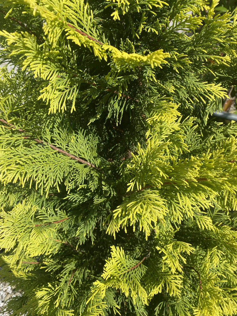 Leylandii Gold Rider 30 Litre Pot 200/225