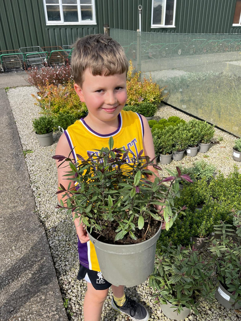 Hebe franciscana Blue Gem 5 Litre Pot