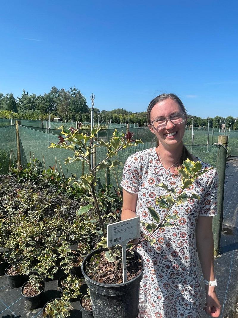 Ilex Madam Briot 3 Litre Pot