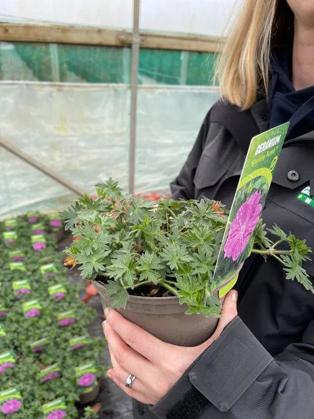 Geranium Blushing Turtle 2 Litre Pot