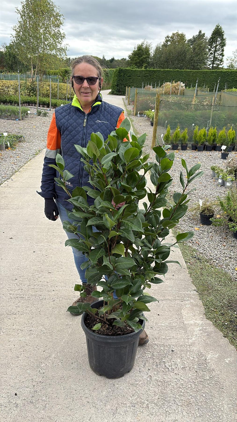 Camellia Japonica Debutante 18 Litre Pot