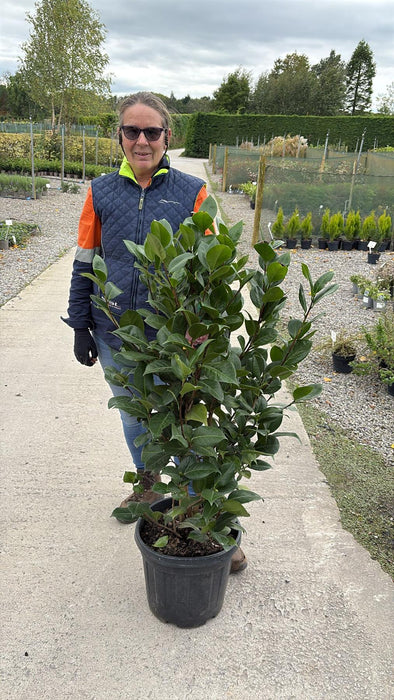 Camellia Japonica Debutante 18 Litre Pot
