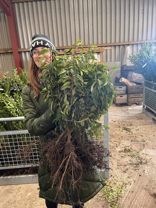 Big Deal Portuguese Laurel 40/50cm Bare Root x 200 Delivery from November