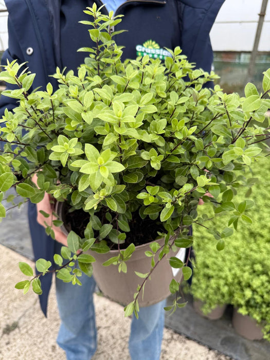 Pittosporum Tenuifolium Golf Ball 4.5 Litre Pot