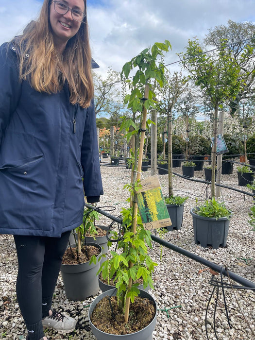 Laburnum wat. Vossii 12 Litre Pot