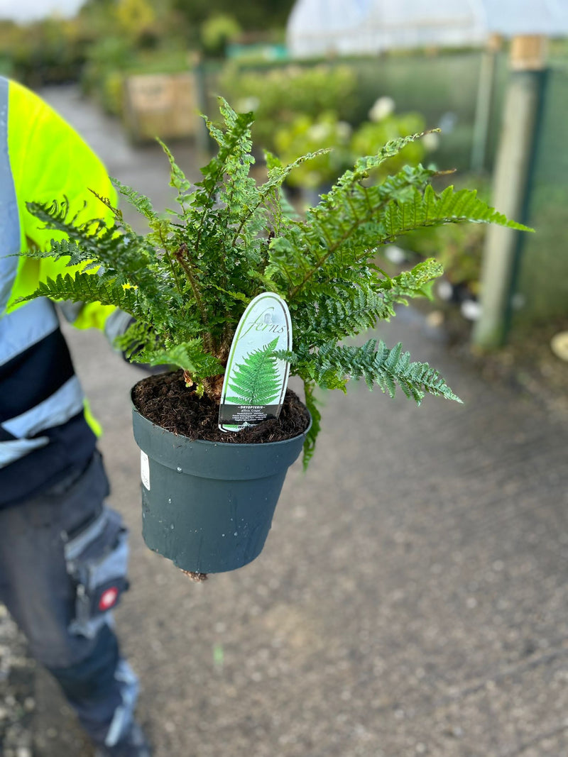 Dryopteris affinis Crispa 3 Litre Pot