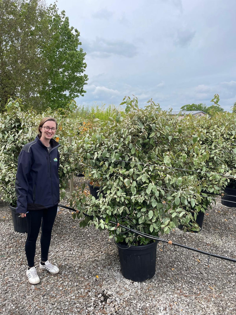 Elaeagnus Ebb. Compacta 45 Litre Pot 140/150cm High Over 100cm Wide