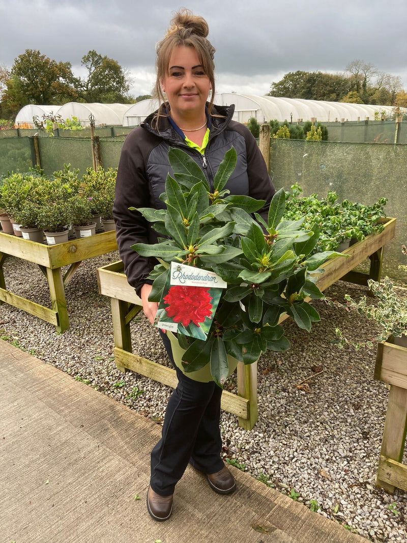Rhododendron Hybrid Markeeta's Prize 10 Litre Pot