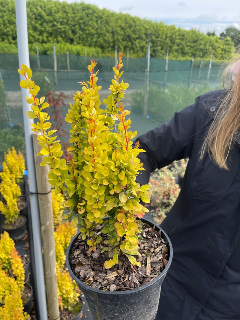 Berberis thunbergii Gold Rocket 7.5 Litre Pot