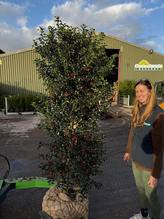 Ilex Aquiifolium Dragon Lady Instant Screen 160/180 90 Litre Pot