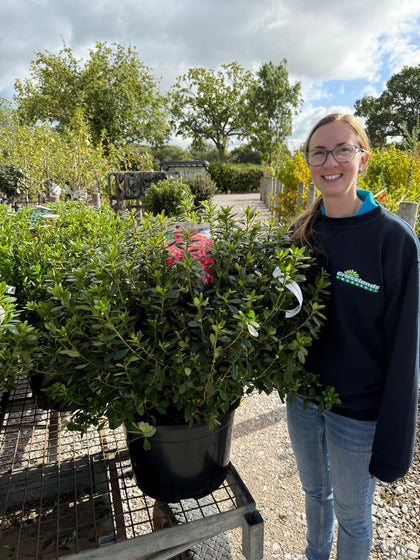 Azalea Japonica Radja 30 Litre Pot