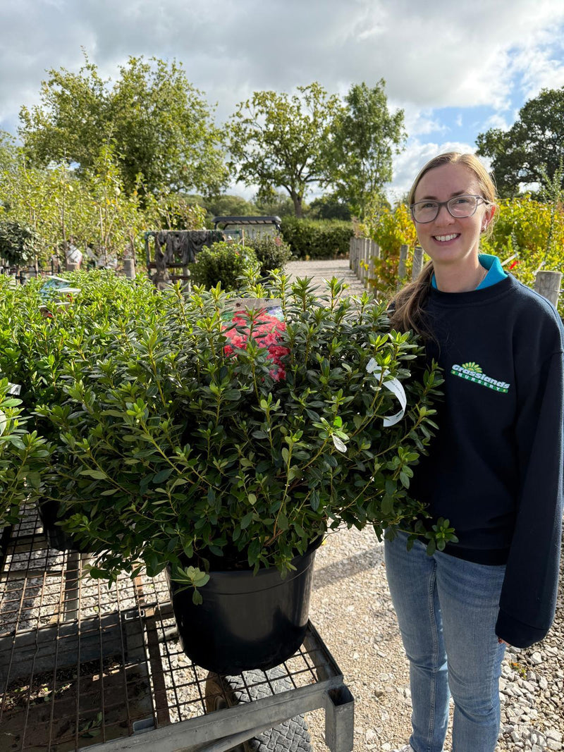 Azalea Japonica Radja 30 Litre Pot