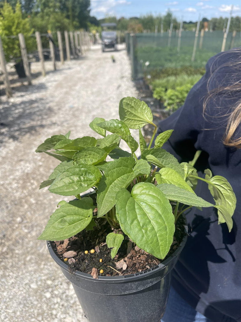Rudbeckia Goldstrum 3 Litre Pot