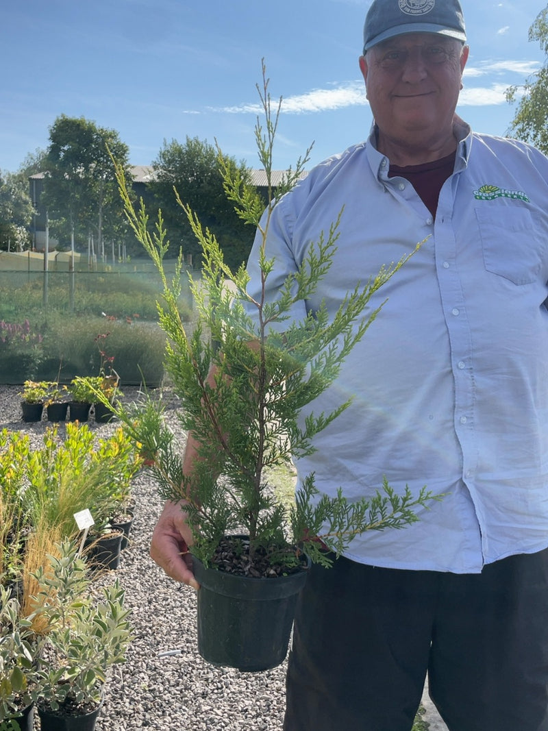 Cupressocyparis leylandii 'Excalibur Gold' - Golden Leyland 3 Litre Pot