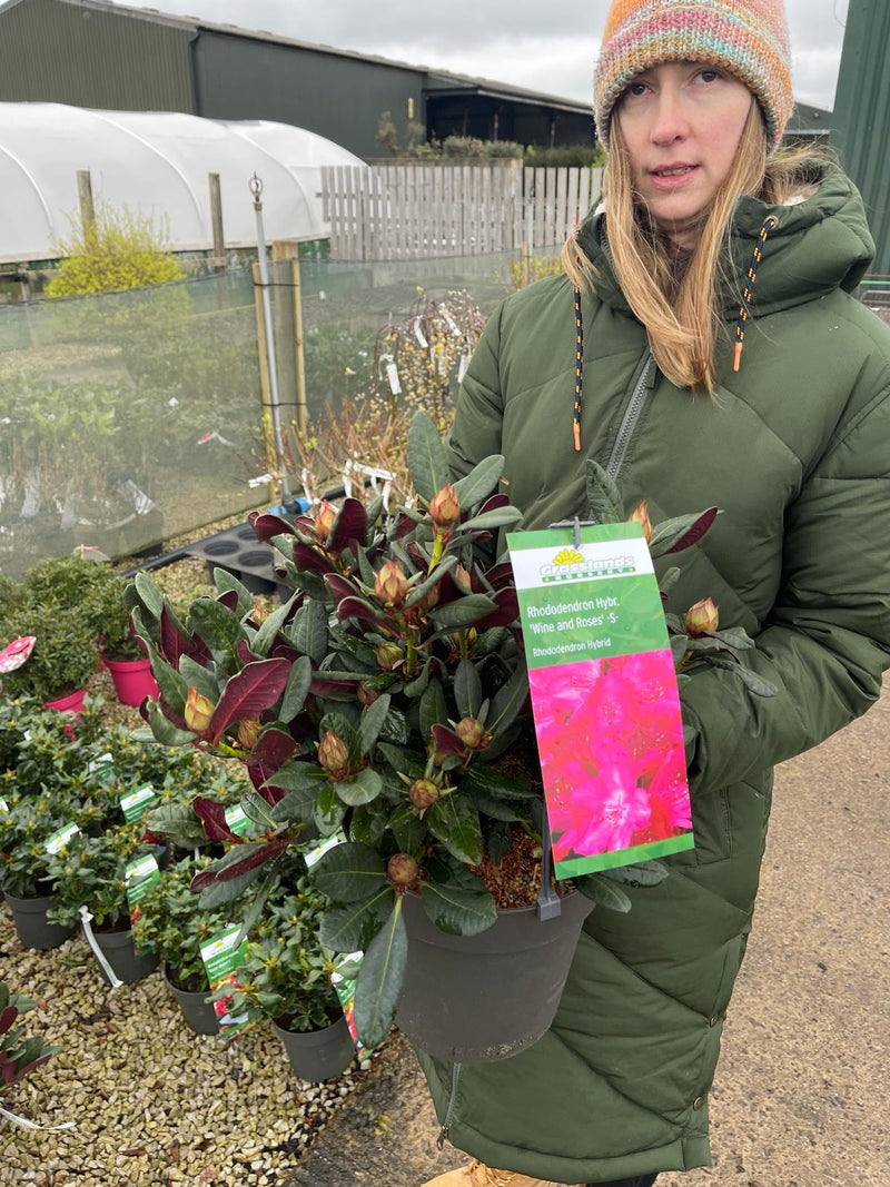 Rhododendron Wine and Roses  5 Litre Pot