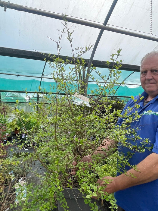 Styrax Japonicus 12 Litre Pot 80/100cm