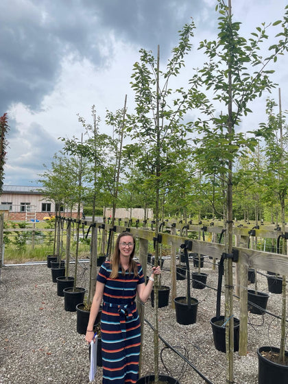 Amelanchier x grandiflora Ballerina 6-8cm Girth 35 Litre Pot