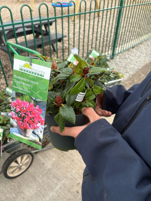 Rhododendron Scarlet Wonder 2.5 Litre Pot