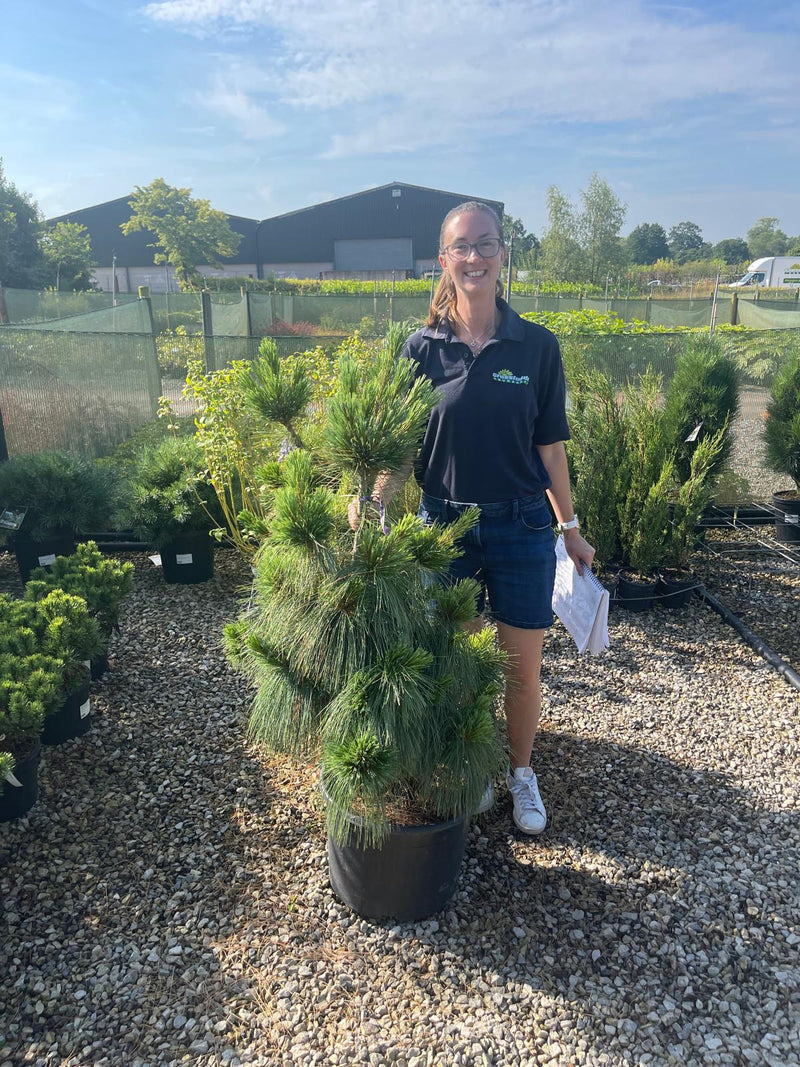 Pinus Sch. Wiethorst 32 Litre Pot