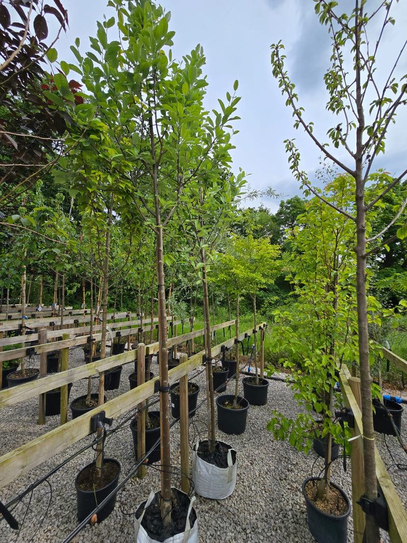 Sorbus Aria Magnifica 45L Bag Last Few As Pictured