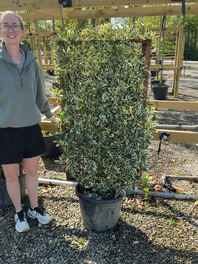 Euonymus Pleached Tree