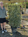Euonymus japonicus Pleached Bravo Wall Frame 120 x 70cm