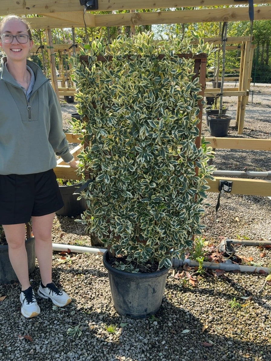 Pleached Trees for Sale in the UK | Specialist Grown & Delivered ...