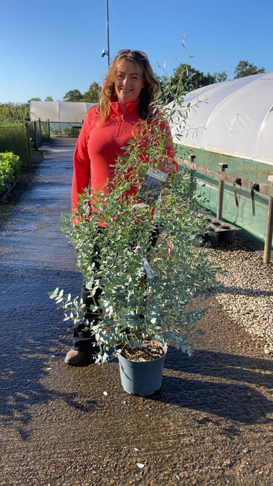 Eucalyptus Silverana 10 Litre Pot