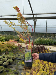 Euphorbia Ascot Rainbow 2 Litre Pot