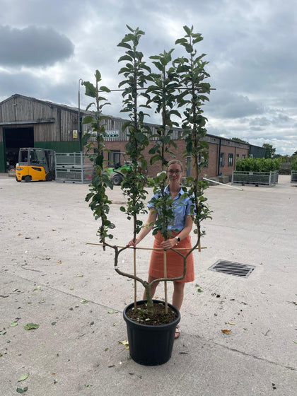 Apple Malus Elstar 50 Litre Pot Double U Frame