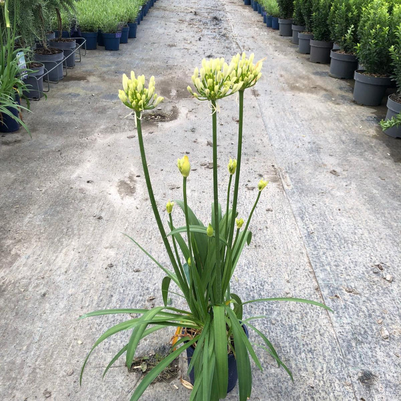 Agapanthus Amourette Superb White 1.5 Litre Pot