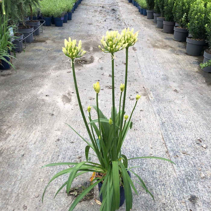 Agapanthus Amourette Superb White 1.5 Litre Pot