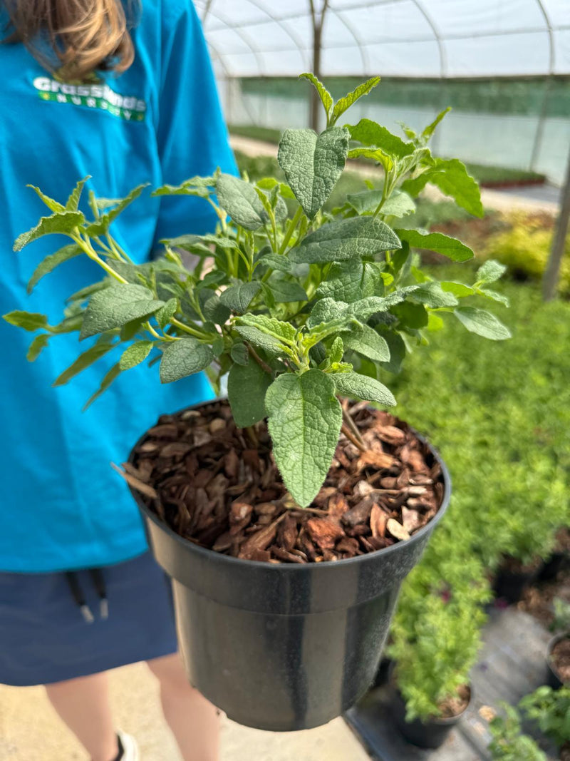 Cistus × corbariensis - Rock Rose 3 Litre Pot